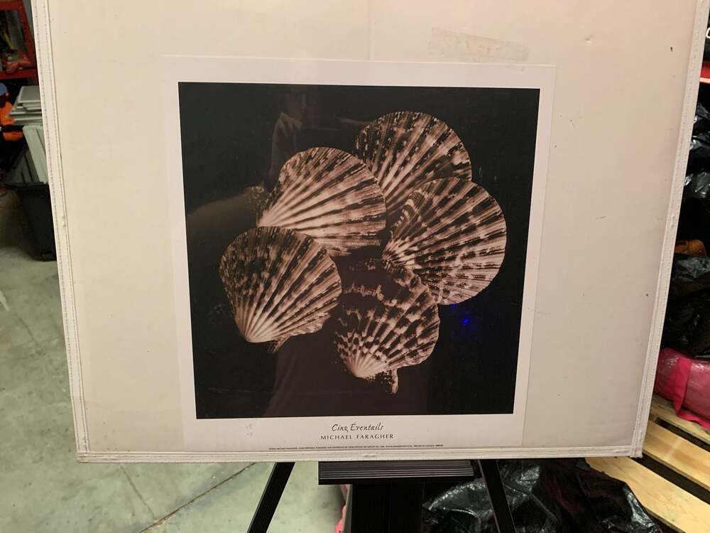 Michael Faragher Cinq Eventails Seashell Art Print